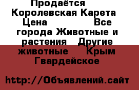 Продаётся!     Королевская Карета › Цена ­ 300 000 - Все города Животные и растения » Другие животные   . Крым,Гвардейское